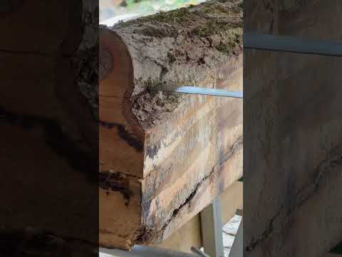 Sawmilling with the HM 136 MAX #shorts