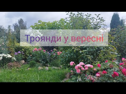 Трояндовий сад у вересні/Поточні справи