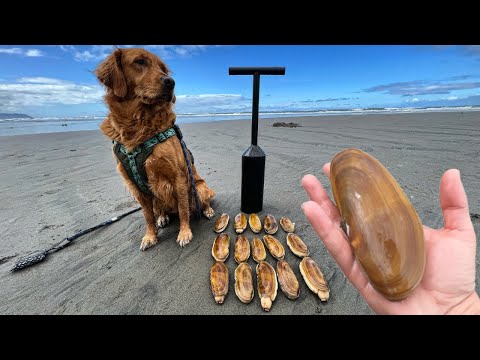 RAZOR CLAMMING REOPENS!! And The RAZOR CLAMS ARE HUGE!! Quick Razor Clam Limit