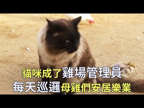 貓咪成了雞場裡的管理員，母雞們都服從它的管理，雞場安居樂業再也沒有闖入者【小奶狗觀影】