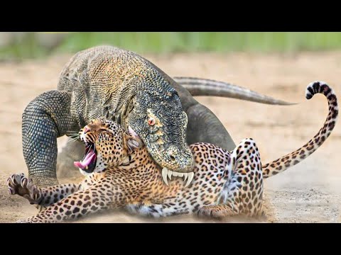 40 Tiere die sich mit dem falschen Gegner angelegt haben!