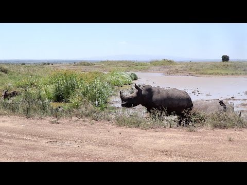 Warthogs frighten rhinos out of mud pool