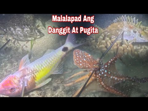 Ep 663 malalapad Ang Danggit At Pugita night spearfishing Philippines 