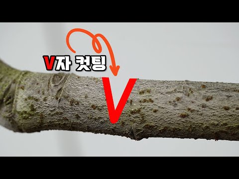 가지를 쉽게 구부릴 수 있는 방법 ㅣ 가지 유인 노하우 ㅣ  가지 구부리기