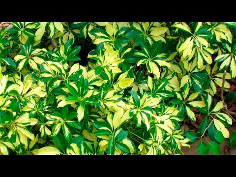 Дачники  Шеффлера или Шефлера Schefflera из семейства Аралиевые Araliaceae  Уход в домашних условиях