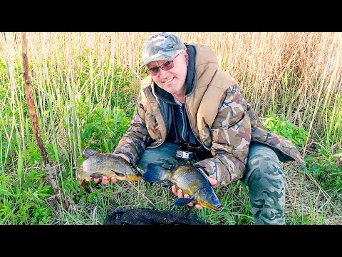 ЖЕСТЬ!!! ЭТО СНАСТЬ + ПРИКОРМКА КОСИТ ЛИНЯ КАК СУМАСШЕДШАЯ. ВЫХОД КРУПНОГО ЛИНЯ РАННИМ УТРОМ