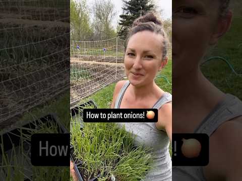 How to Plant Onions! 🧅 #onions #gardeningtips #plantingseason