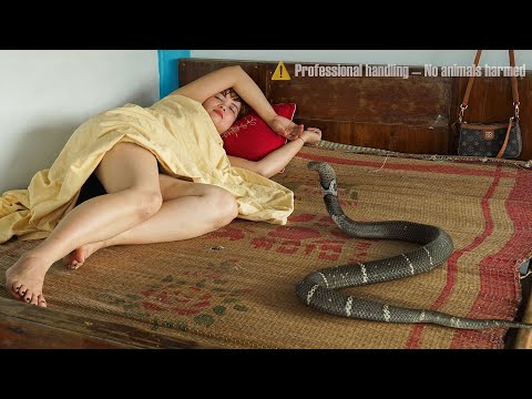72 hours of trapping to hunt down cobra that invaded the farm – Cobra lurks beside sleeping girl