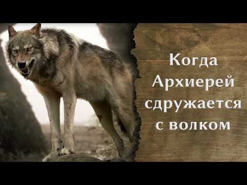 Когда Архиерей сдружается с волком