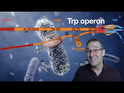 The Trp operon demystified