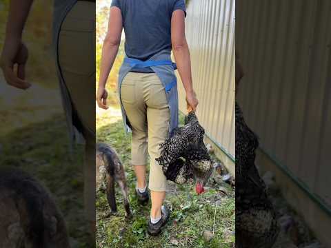 This is how you’re supposed to cook a rooster #recipe #wildrice #roosters #homesteading