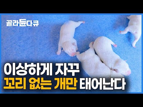 우리집 개가 천연 기념물이라고? 꼬리 없는 강아지만 태어나는 마을｜토종개 동경이 이야기｜한국기행｜#골라듄다큐
