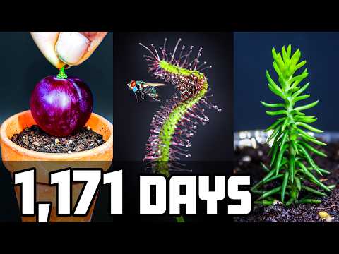 I Grew These 10 Plants for 1,171 Days (Time-Lapse Compilation)