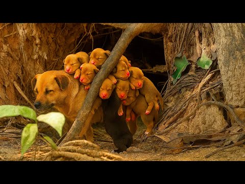 In a cozy and safe corner, we met a gentle mother dog 🐶 and her adorable puppies. 🐶🐕🥰😘❤❤
