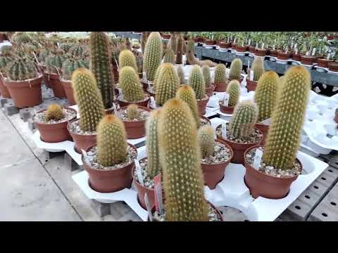 Виды огромных кактусов и их названия.Uhligcacteen.