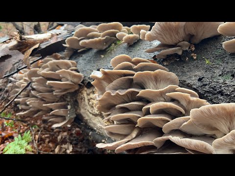 Continuing on, one log full of oyster mushrooms! #ForagingForWildOysterMushroomsInWinter #LargeAn...