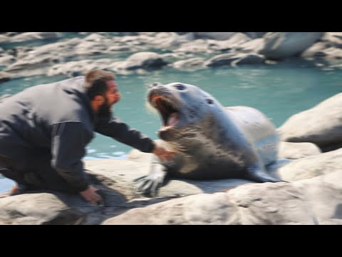 When Leopard Seals Attack Humans!