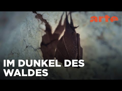 Fledermäuse, die Wächterinnen des Waldes | Wilde Welten | ARTE Family