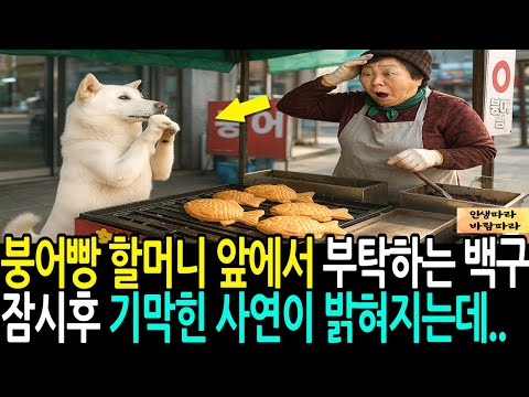 붕어빵 할머니 앞에서 부탁하는 백구 잠시후 기막힌 사연이 밝혀지는데..
