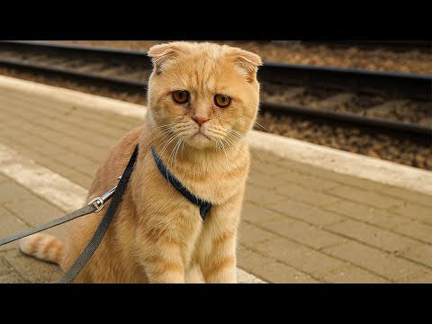 Хозяин бросил кошку на вокзале и уехал навсегда. То, что случилось потом — невероятно...