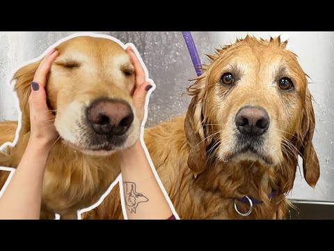 The most golden of Golden Retrievers that has ever Goldened
