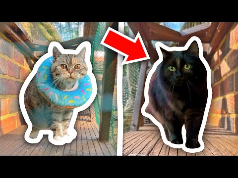 I Built A TUNNEL NETWORK For My Cats