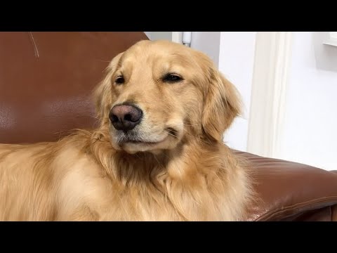 These Golden Retriever Are The FUNNIEST Dog Ever 🤣🐶