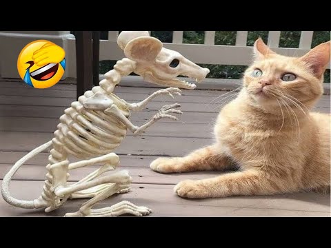 Funniest Cats and Dogs Clips 2025😼🐶Try Not To Laugh😜 Part 4
