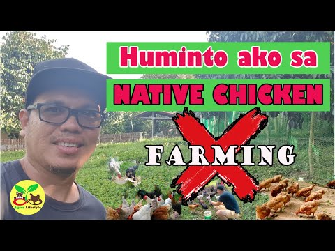 ALAMIN KUNG BAKIT AKO HUMINTO SA PAG-AALAGA NG MGA NATIVE CHICKENS | MAGANDA PALA ANG MGA HERITAGE