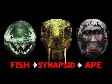 The Freakish Evolution of the Human Face