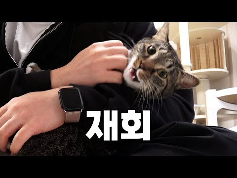 일주일만에 만난 집사와 고양이...