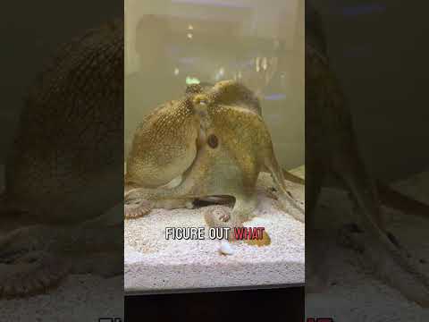 Can Tommy the octopus open the upside down jar?