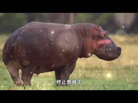 一口气看完搞笑动物解说大合集。 假期不摆烂，快乐少一半。#一代人有一代人的动物世...