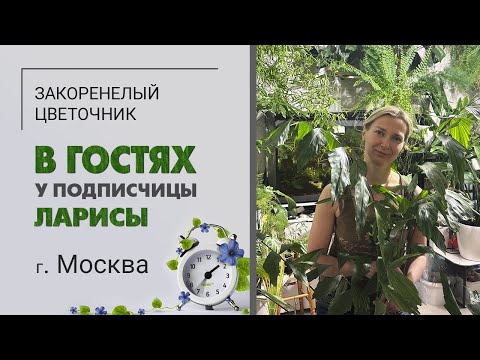 В гостях у Ларисы. г. Москва. Папоротники, взрослая хатиора, хойи, пальмы, кофе и бугенвиллии.