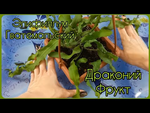 ЭПИФИЛЛУМ Гватемальский🐉Драконий Фрукт🍎Или просто лесной кактус🌵Пересадка🐉Быстрое размножение🌵Грунт🐉