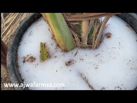 شرح مفصل لعملية قلاعة فسائل النخيل وتعقيمها وزراعتها Offshoot Seperation ,Sterilising, Planting