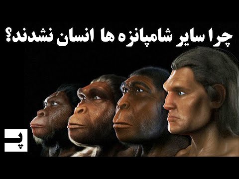 سوالات پیرامون فرگشت | چرا سایر شامپانزه ها به انسان تبدیل نشدند؟
