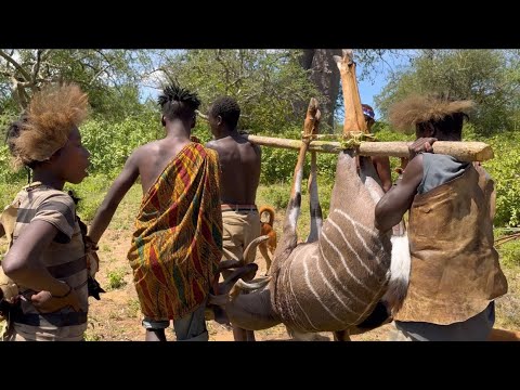 It’s a Giant Kudu Feast For These Hungry Bushmen// a Hunt Like No Other