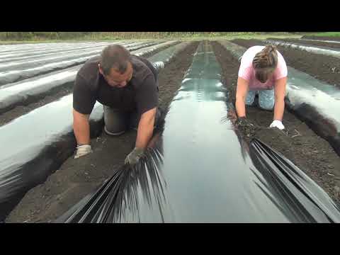 Делаем бугры под клубнику