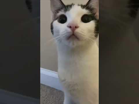 Rizz cats  #short #ytshorts #catsofyoutube