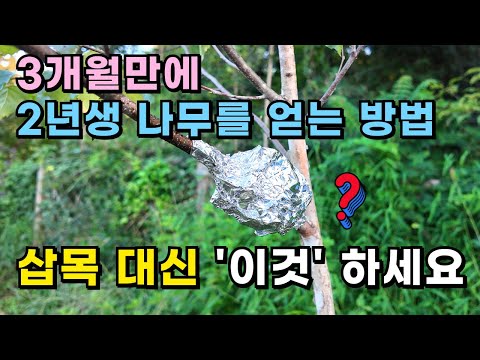 3개월만에 2년생 나무를 얻는 방법ㅣ삽목 대신 '이것' 하세요! #나무복사#나무번식#나무#나무심기#셀바#전지가위#유실수#정원수#삽목#텃밭#귀농귀촌#전원주택#전원생활#시골부부