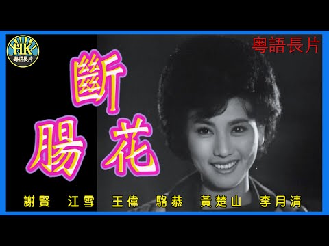 《粵語長片》斷腸花 (1963)｜謝賢｜江雪｜王偉｜駱恭｜黃楚山｜李月清｜導演：李晨風｜香港電影｜香港粵語電影｜粵語中字