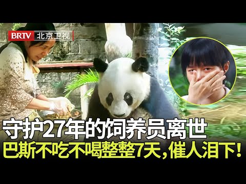守护熊猫巴斯27年的饲养员离世，巴斯不吃不喝整整7天，揭秘熊猫明星巴斯的最后100天，催人泪下！【熊猫奇缘】
