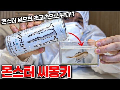 외국에서 논란! 8개월걸린 씨몽키 몬스터로 키우기 실험! [꾹TV]