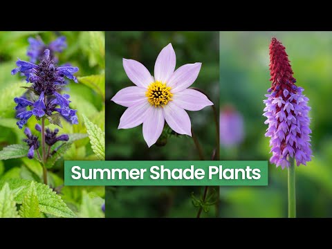 9 Summer Perennials for Shady Spot - 2025 Picks!