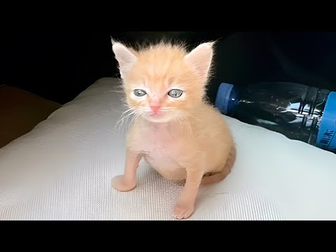 cats malfunctioning hard