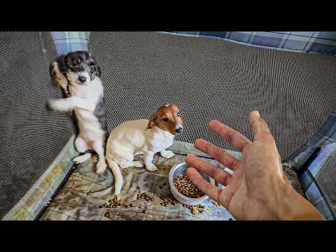 These Puppies Got Horribly Neglected, So We Tried Rescuing Them