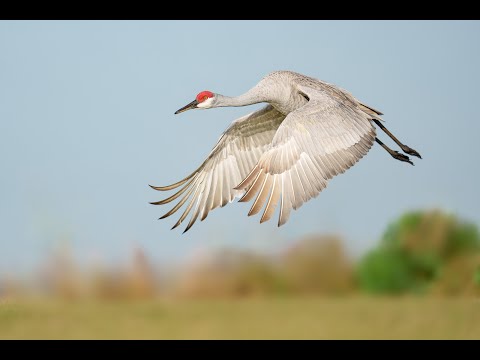 Shutter Speeds for Bird Photography