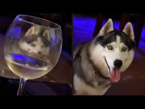 Dog Appeared From Nowhere