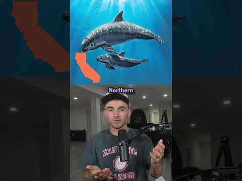 Rarest Animals On Earth